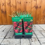 Ruža popínavá (Rosa rampicante) ´PAUL SCARLET´ - výška 10-20 cm, P11